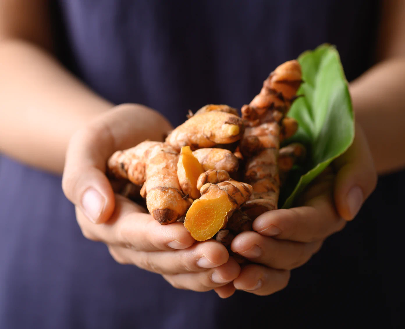 Hands holding fresh turmeric root