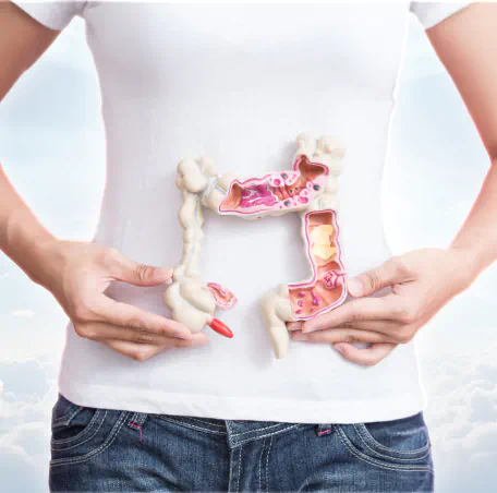 Intestine