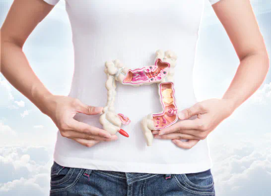 Intestine