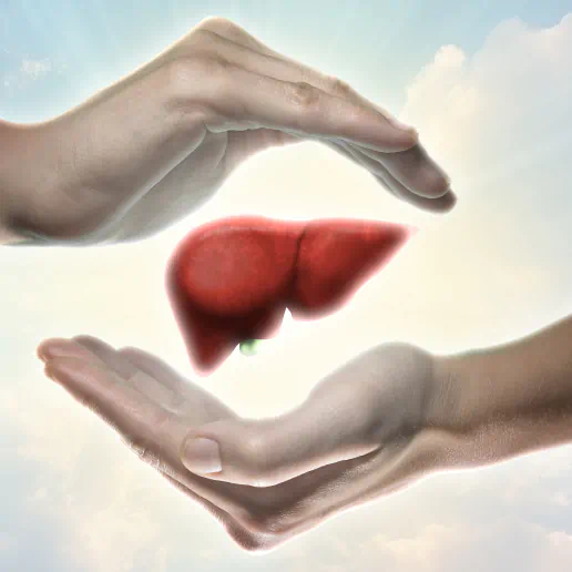 Liver